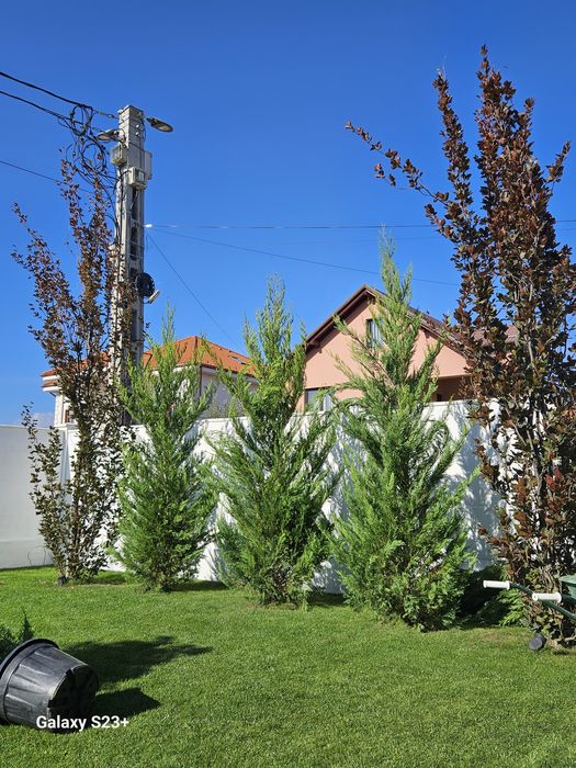 Vindem leylandii de mai multe dimensiuni
