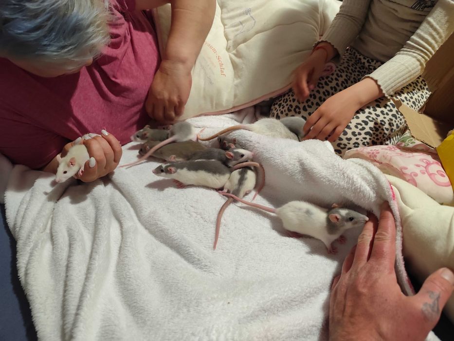 Sobolani de companie