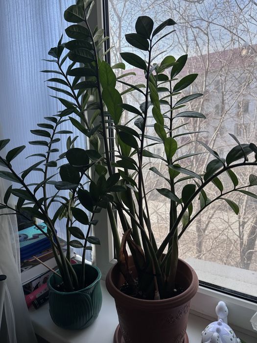 Комнатные цветы