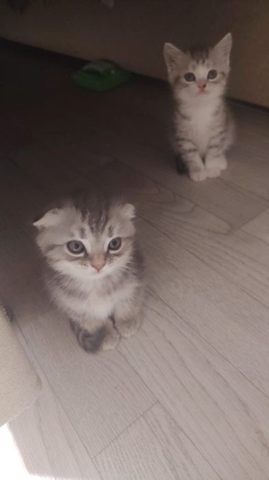 Котята, вислоухий.прямоухий