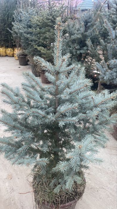 Голубая ель Елка