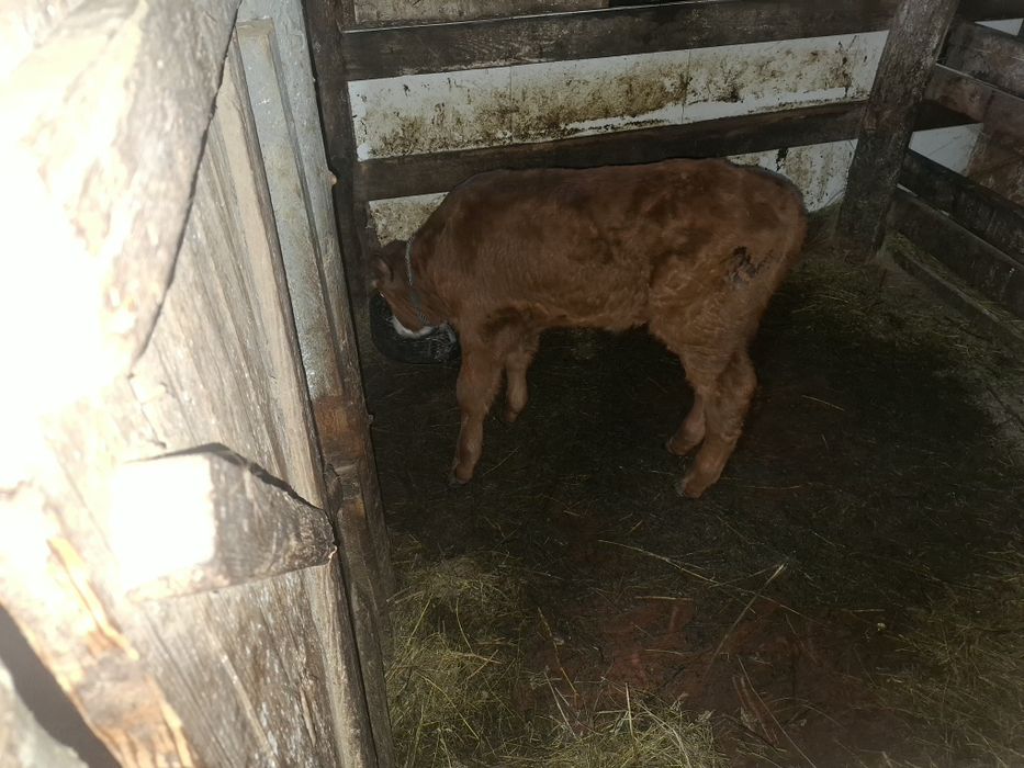 Продам Телёнка бычек