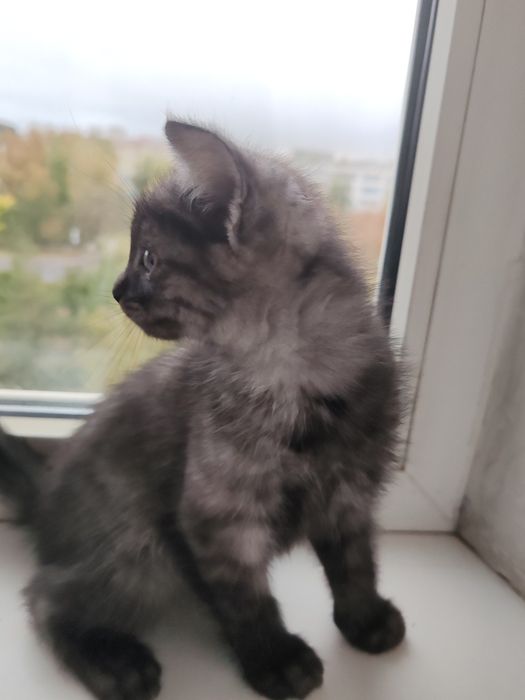 Котята полубританцы бесплатно