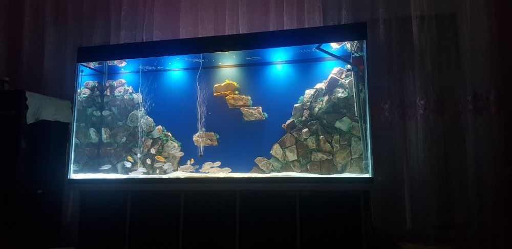 Akvarium sotiladi baliqlari blan