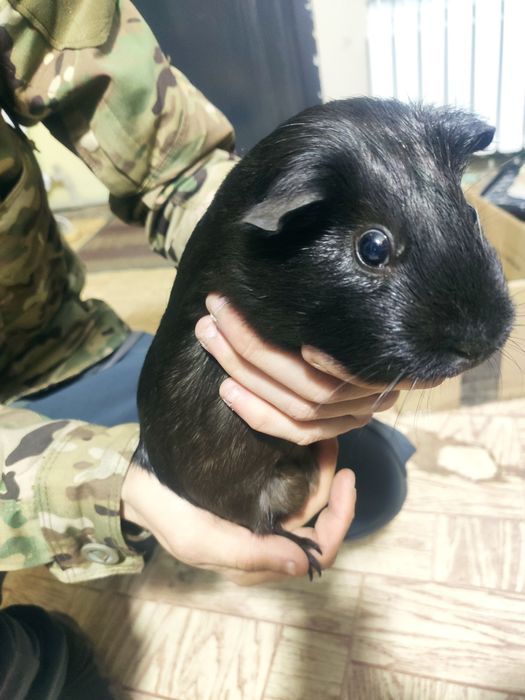 Продам Морскую Свинку