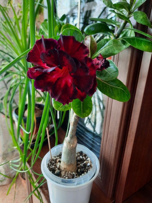 Продам  цветущий адениум