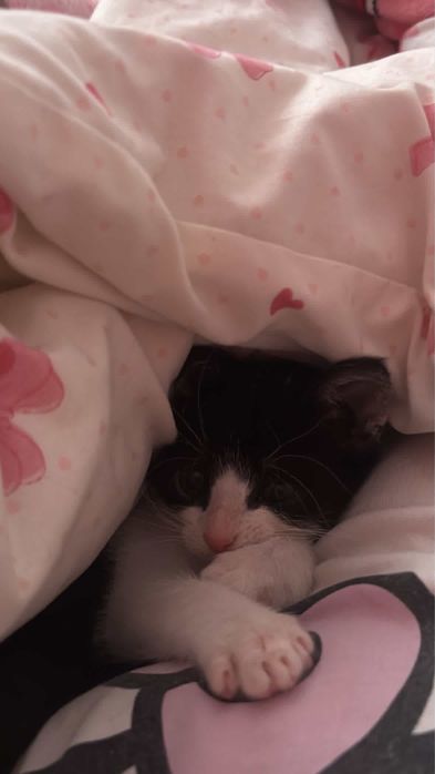 Pui pisica adoptie