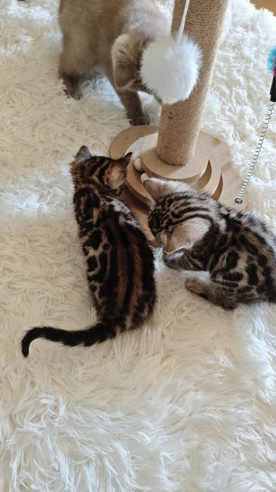 Бенгальские котята
