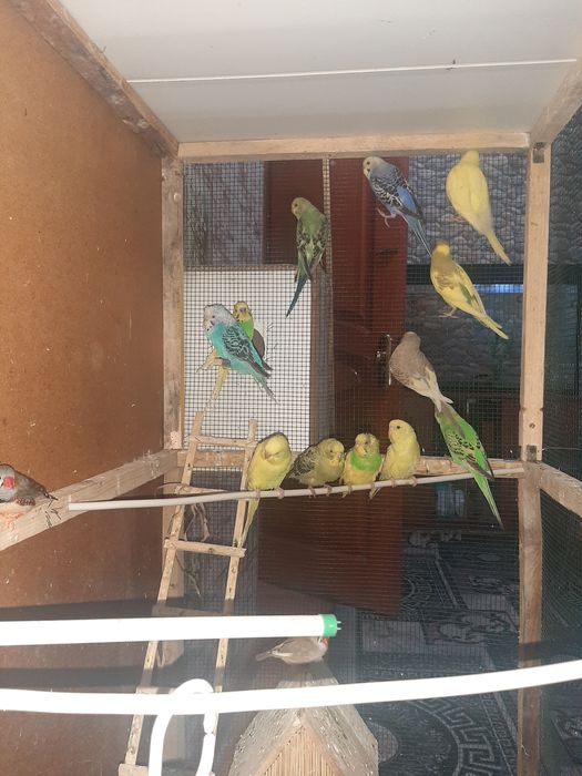 Волнисти папугай