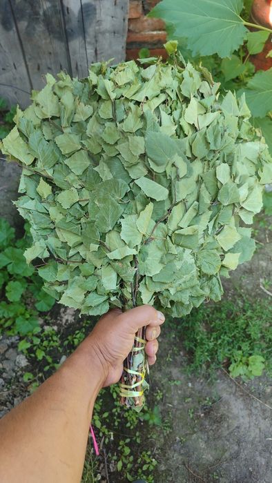 Веники берёзовые