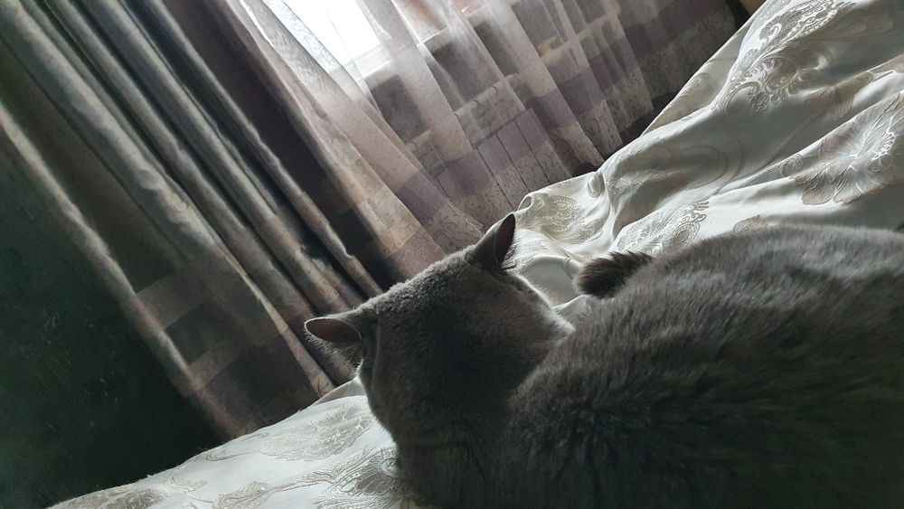 Британский чистокровный кот