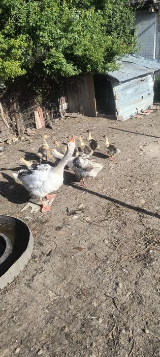 Vând 9 boboci românești au 2 săptămâni separat sau cu gâscă și gascanu  60 bucata  150 părinți