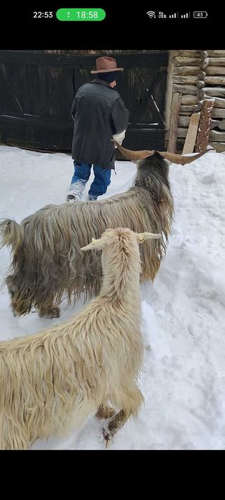 Vând țap carpatin vârstă 4 ani