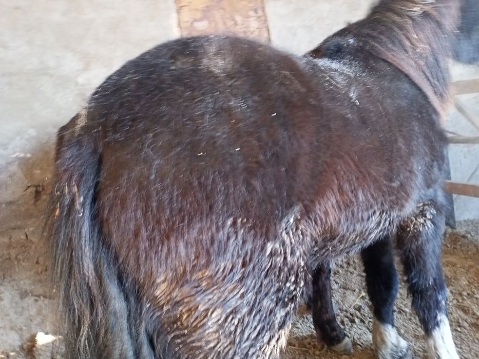 Продам лошадей откорм