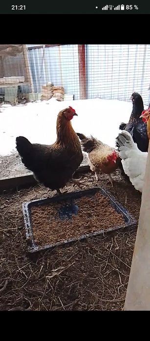 Продам куры домашние