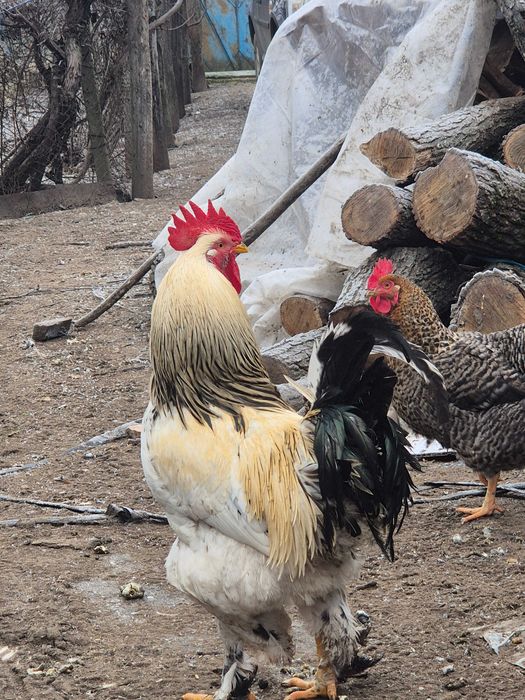 Păsări Brahma de vânzare