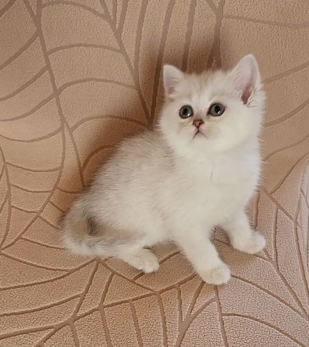 British shorthair