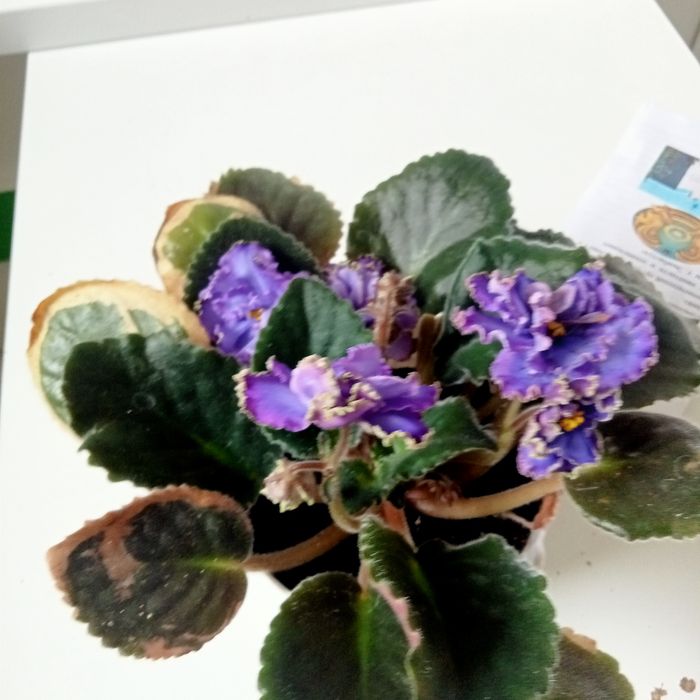 Продам комнатные растения