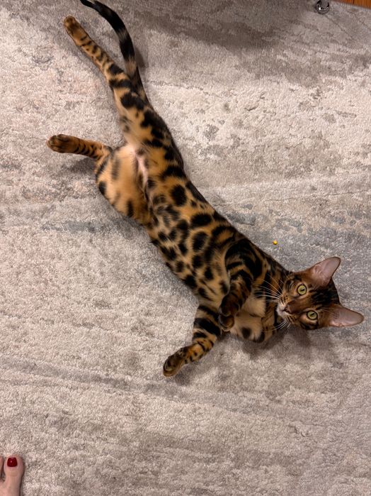 Бенгальский котёнок