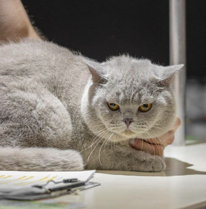 Временно открыт для вязок!