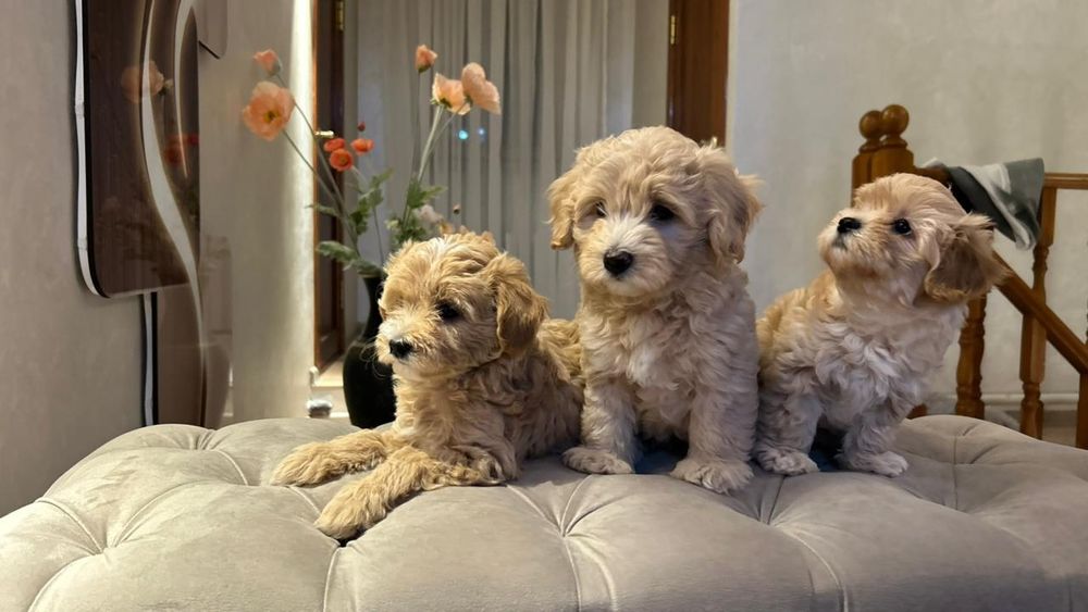 Элитные щенки мальтипу - девочка и мальчик