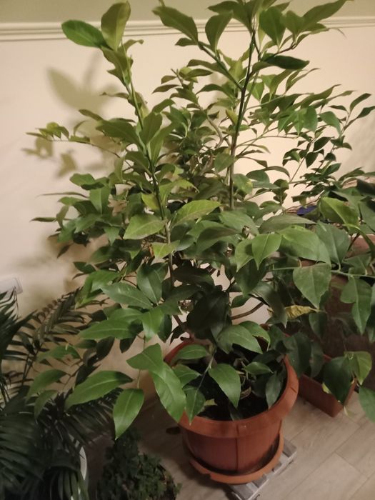 Lămâi roditori de 1,7 m