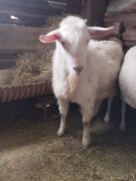 Теке сатылады 8 айлық пародисты