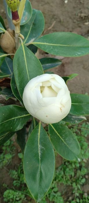 Магнолия яшил барг зимний