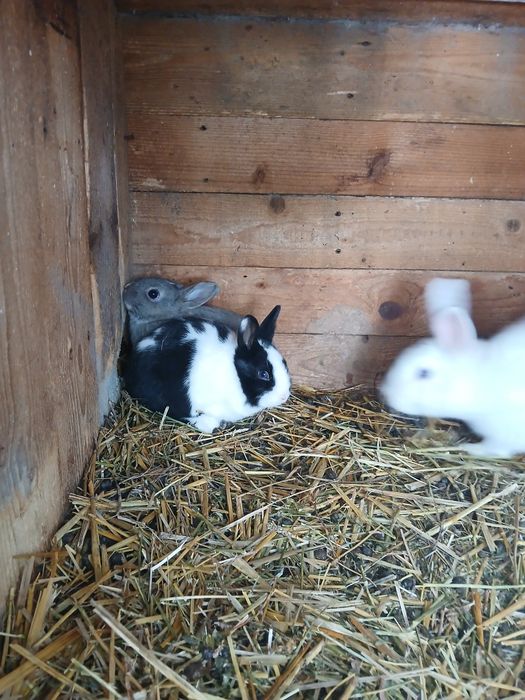 Iepuri rex pitic 70 lei bucata