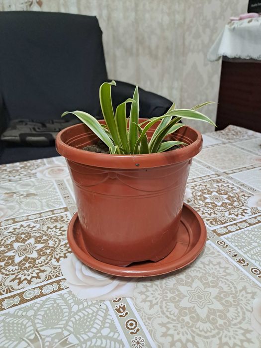 Хлорофитум - очиститель воздуха