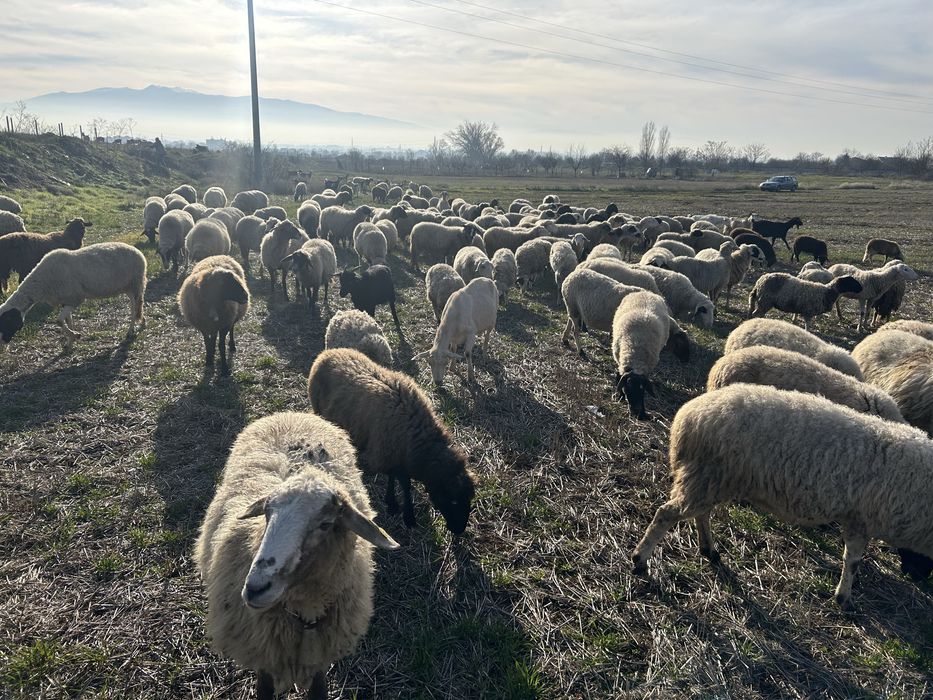 Продавам овце, агнета и шилета