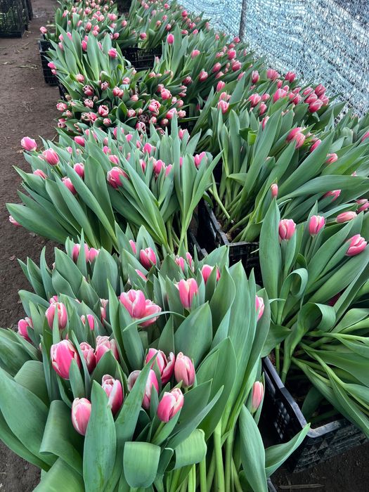 Тюльпаны в Семей