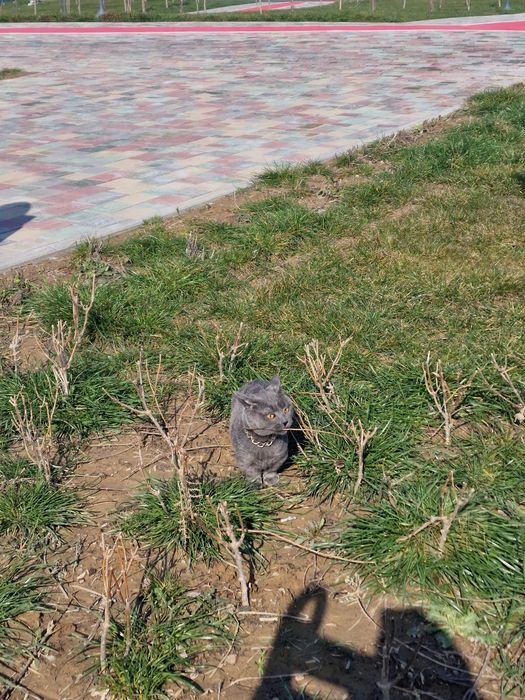 Манчкин мальчик Грей