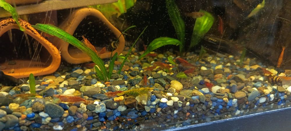 Acvariu complet cu  filtru.