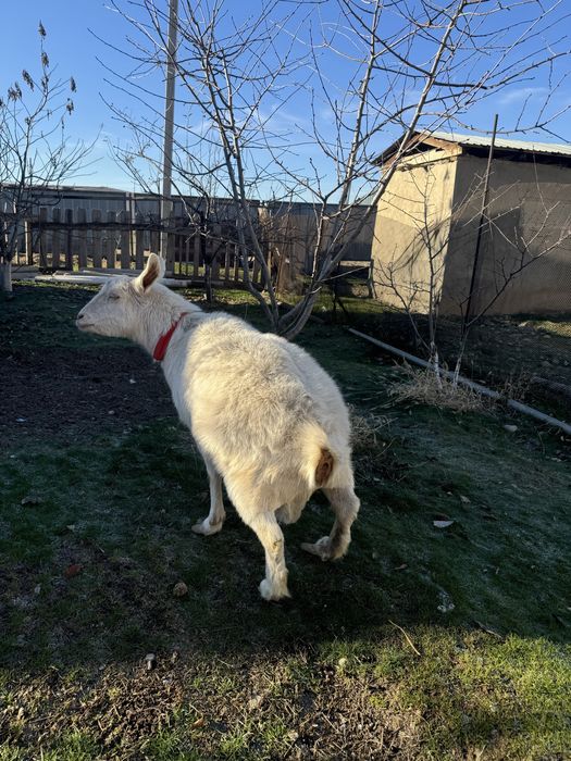 Ешкі сатылады Занин