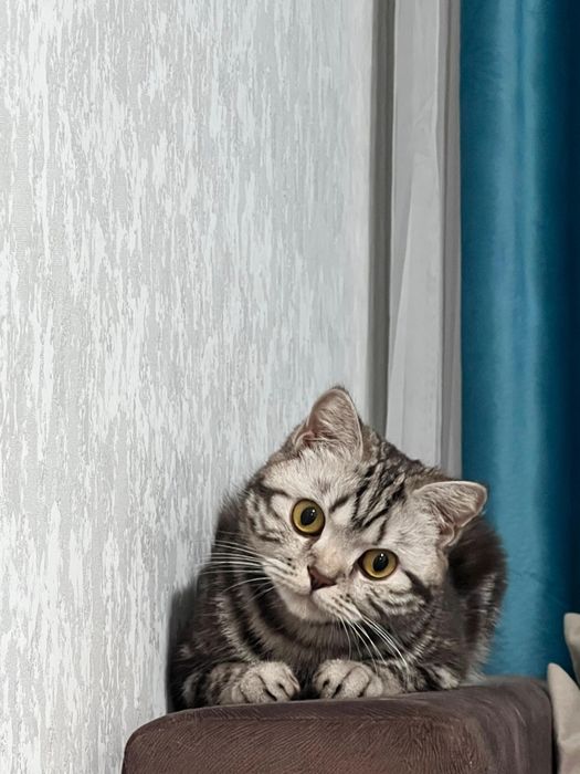 Отдам кошку в хорошие руки