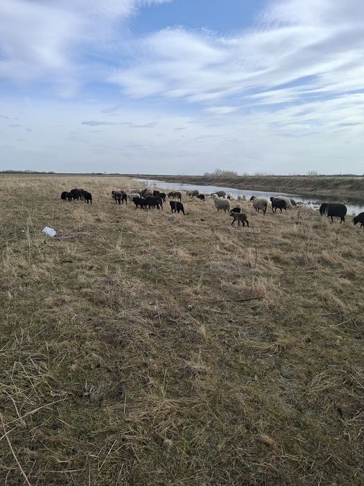 Овцы. Бараны. Қойлар.