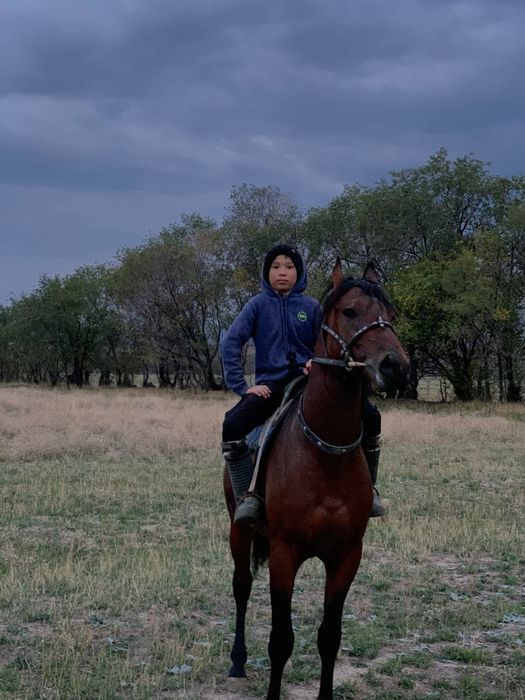 Құнан, жылқы сатылады