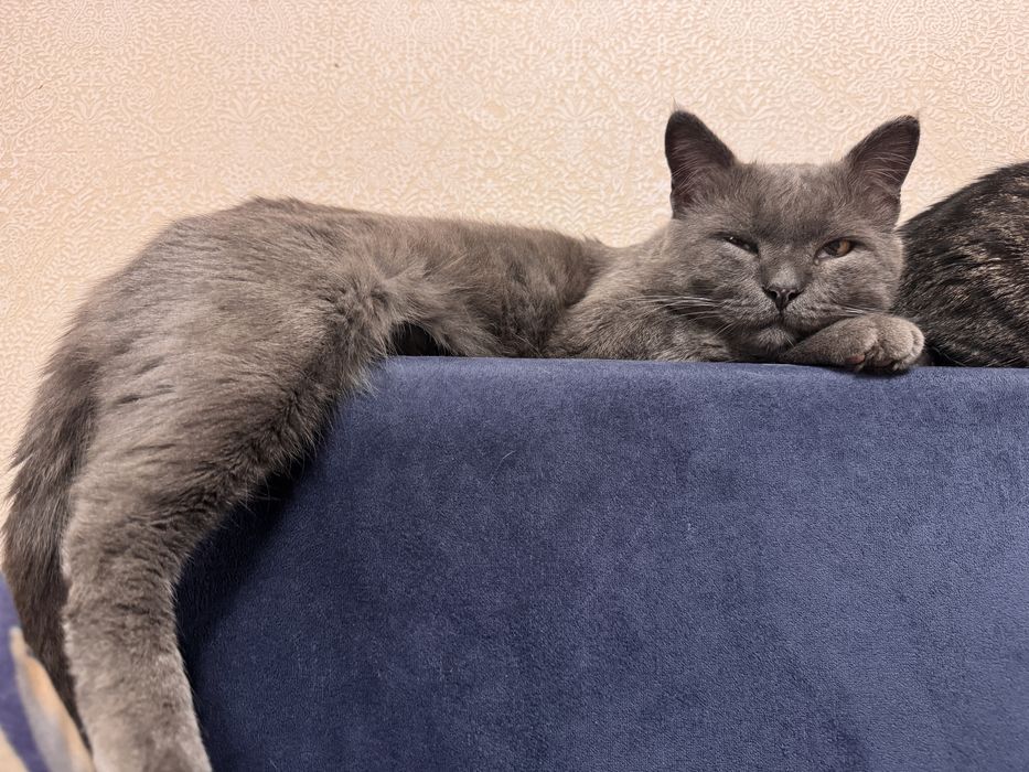 Кот британец (3 года примерно)