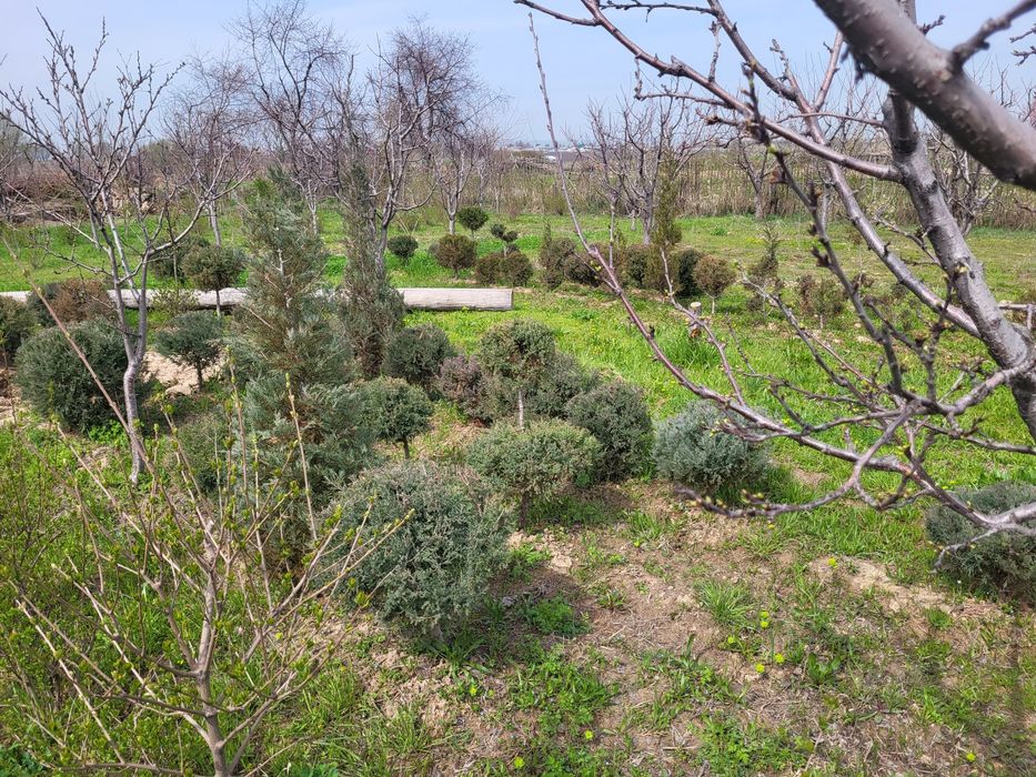 Кошет сатылады  ёлки сатылады