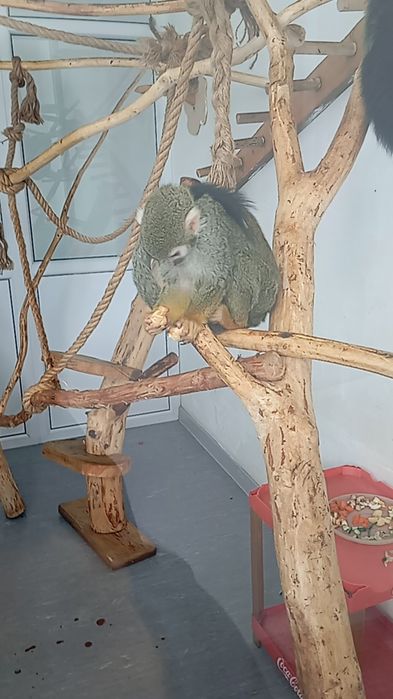 Продам обезьяну с прививками