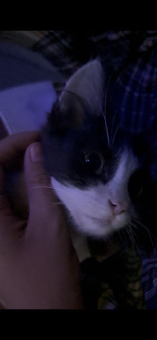 Котенок мальчик