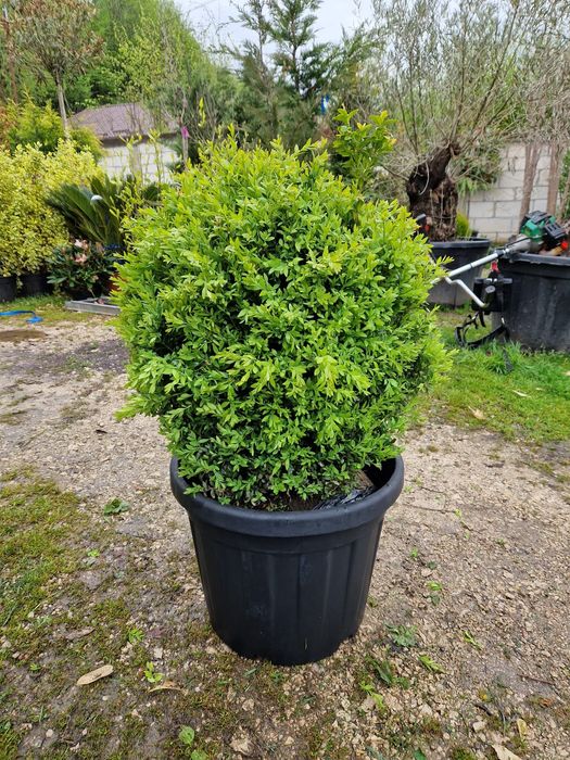 Vând photinia Red Robin, compacta