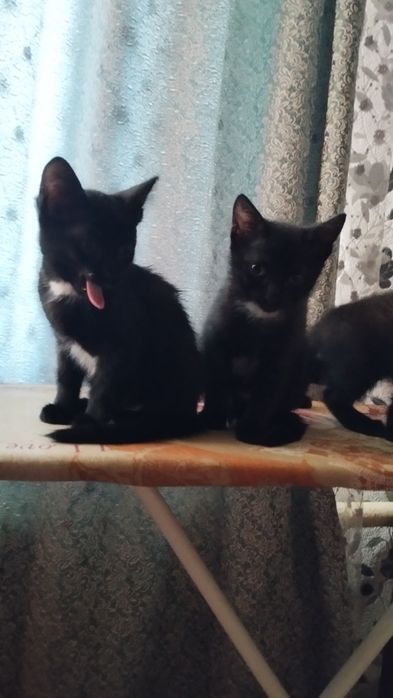Отдам даром котят
