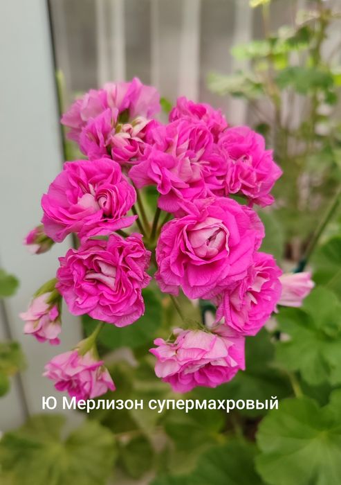 Пеларгонии укорененные черенки