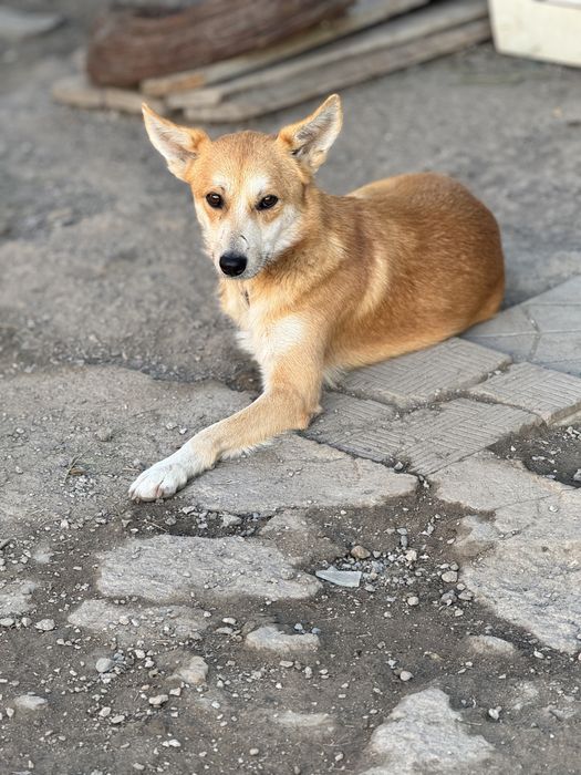 Феликс — рыжий пёс ищет дом!