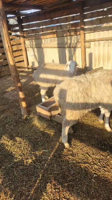 Қошқар, тоқты сатылады.