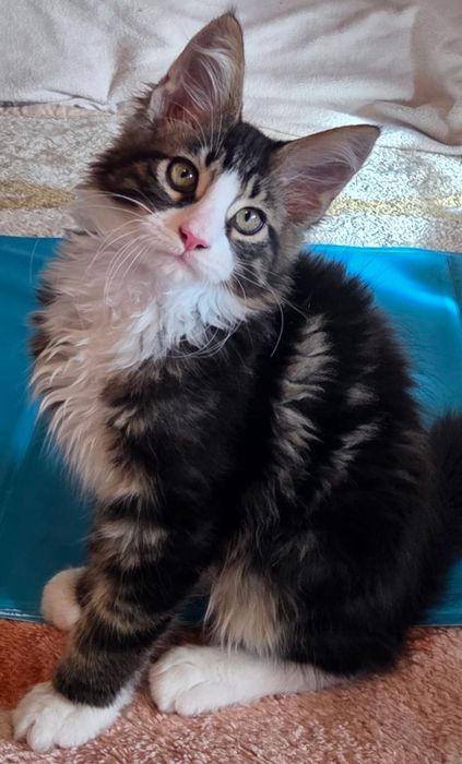 Motanel Maine Coon