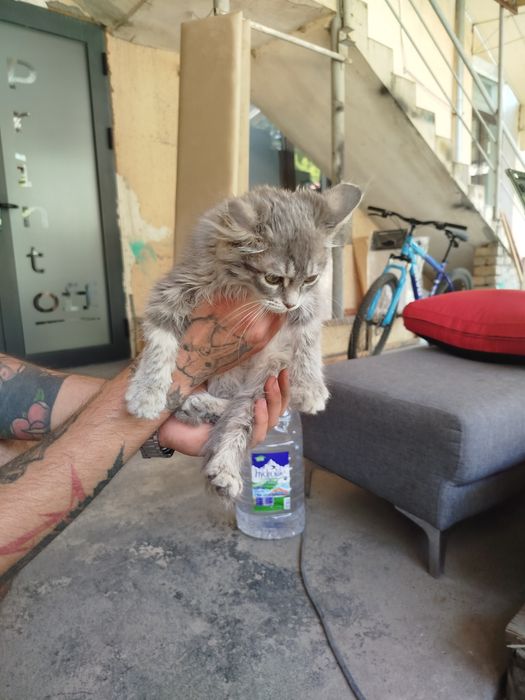 Отдам котят в добрые руки.