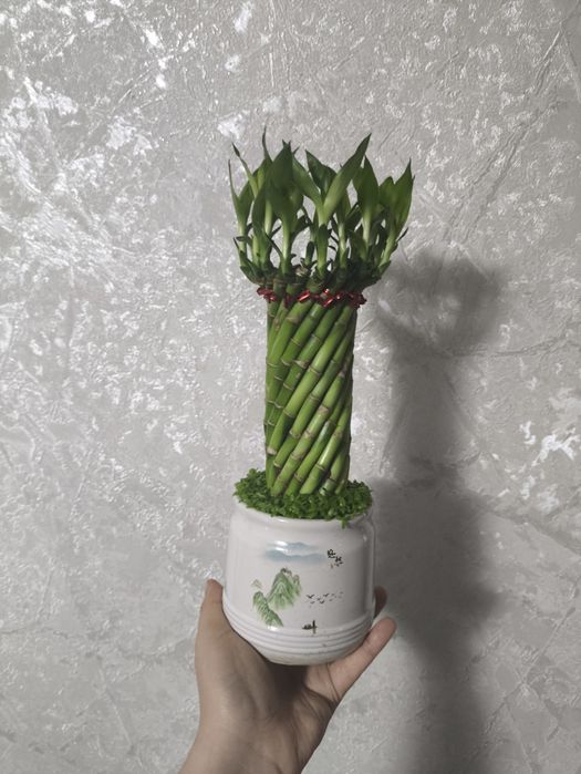 Комнатные растения